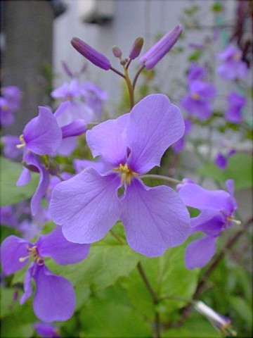 ショカツサイ 諸葛菜 ムラサキハナナ 紫花菜 ムラサキダイコン